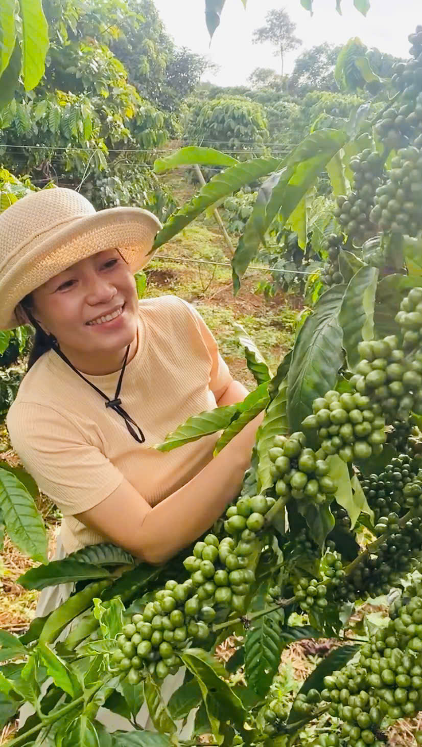 Cà phê Tà Đùng Coffee Lan: Hướng canh tác hữu cơ gắn với phát triển nông nghiệp bền vững giữa lòng “vịnh Hạ Long Tây nguyên ”